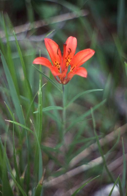 Black HIlls 1983 Forest Lily.jpg
